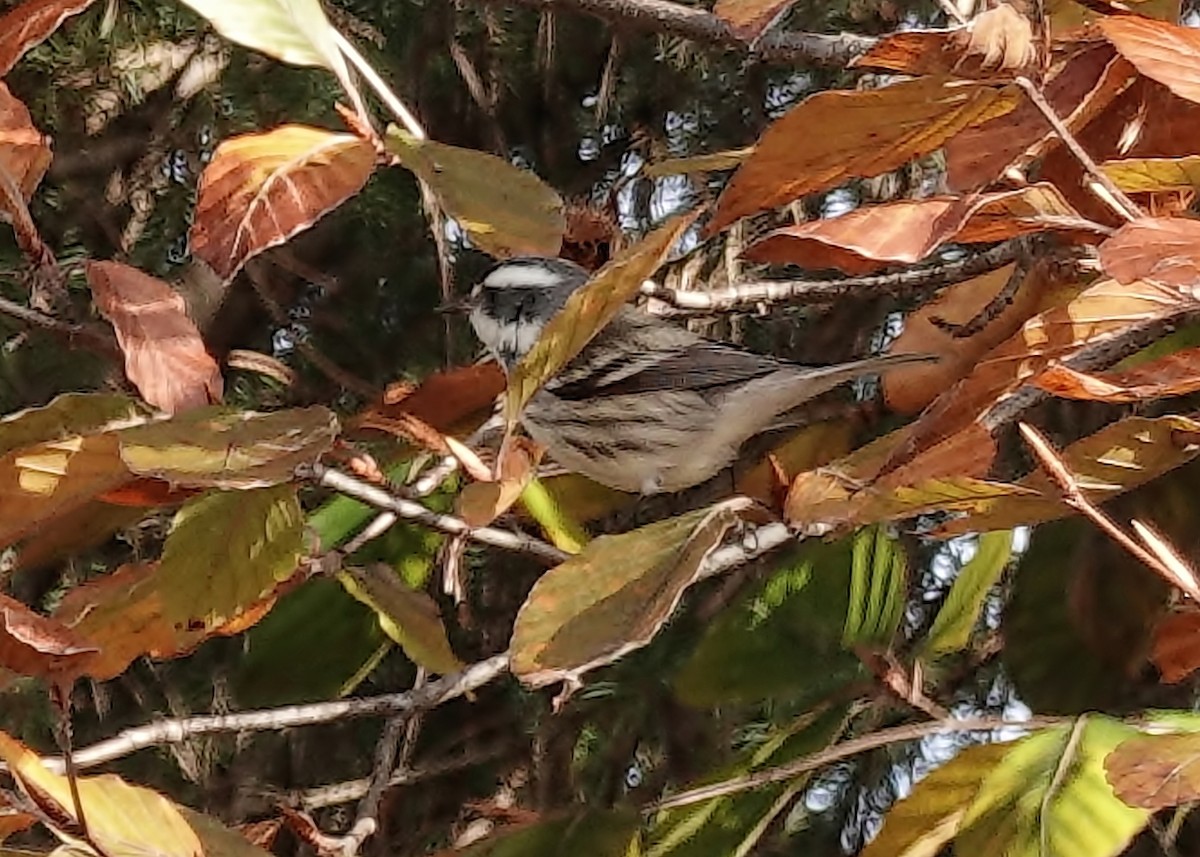 Black-throated Gray Warbler - ML645462861