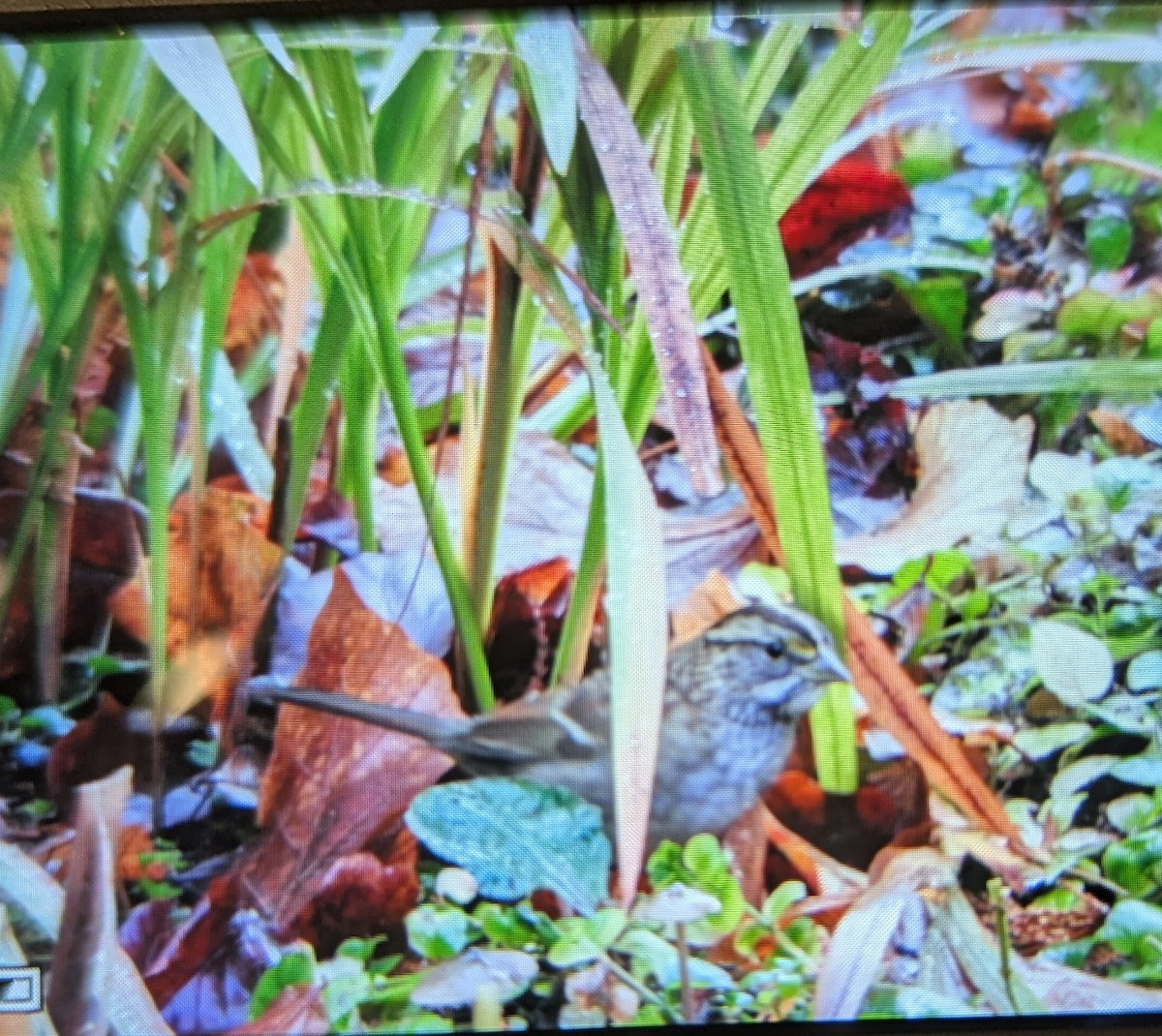 White-crowned Sparrow - ML645462864