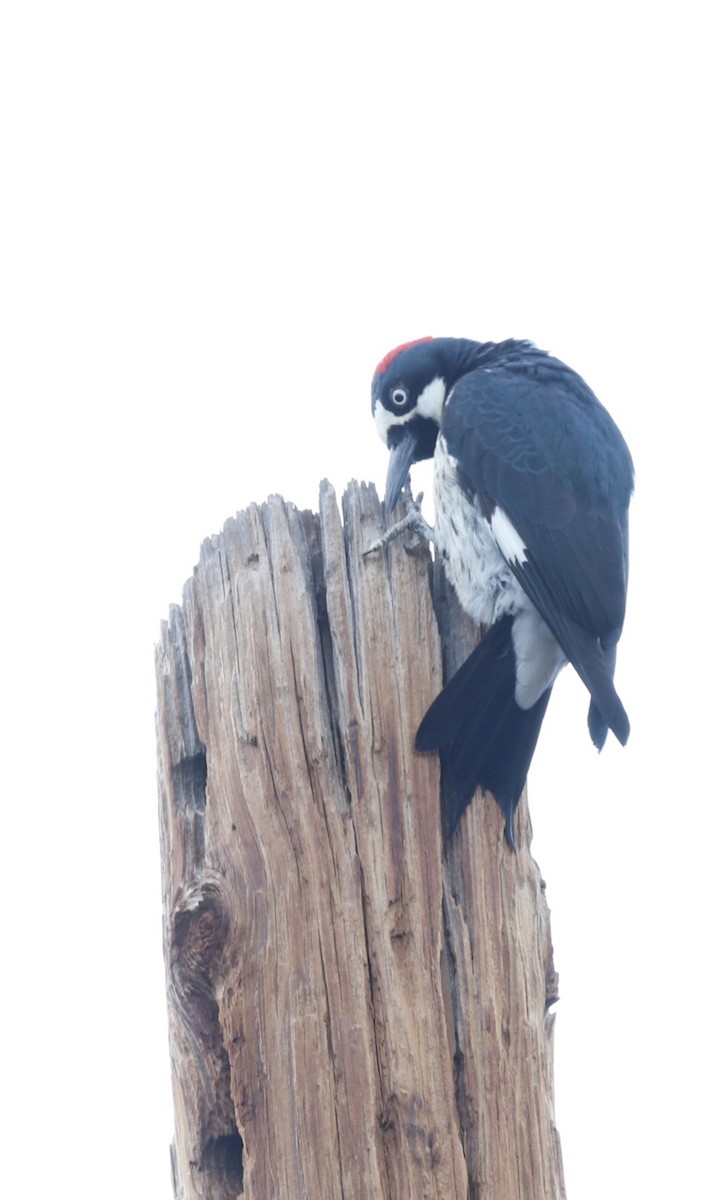 Acorn Woodpecker - ML645462868