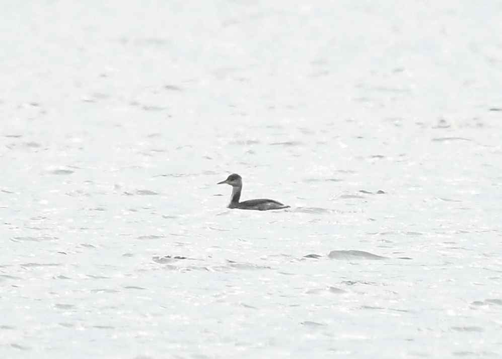 Grèbe jougris - ML645462878