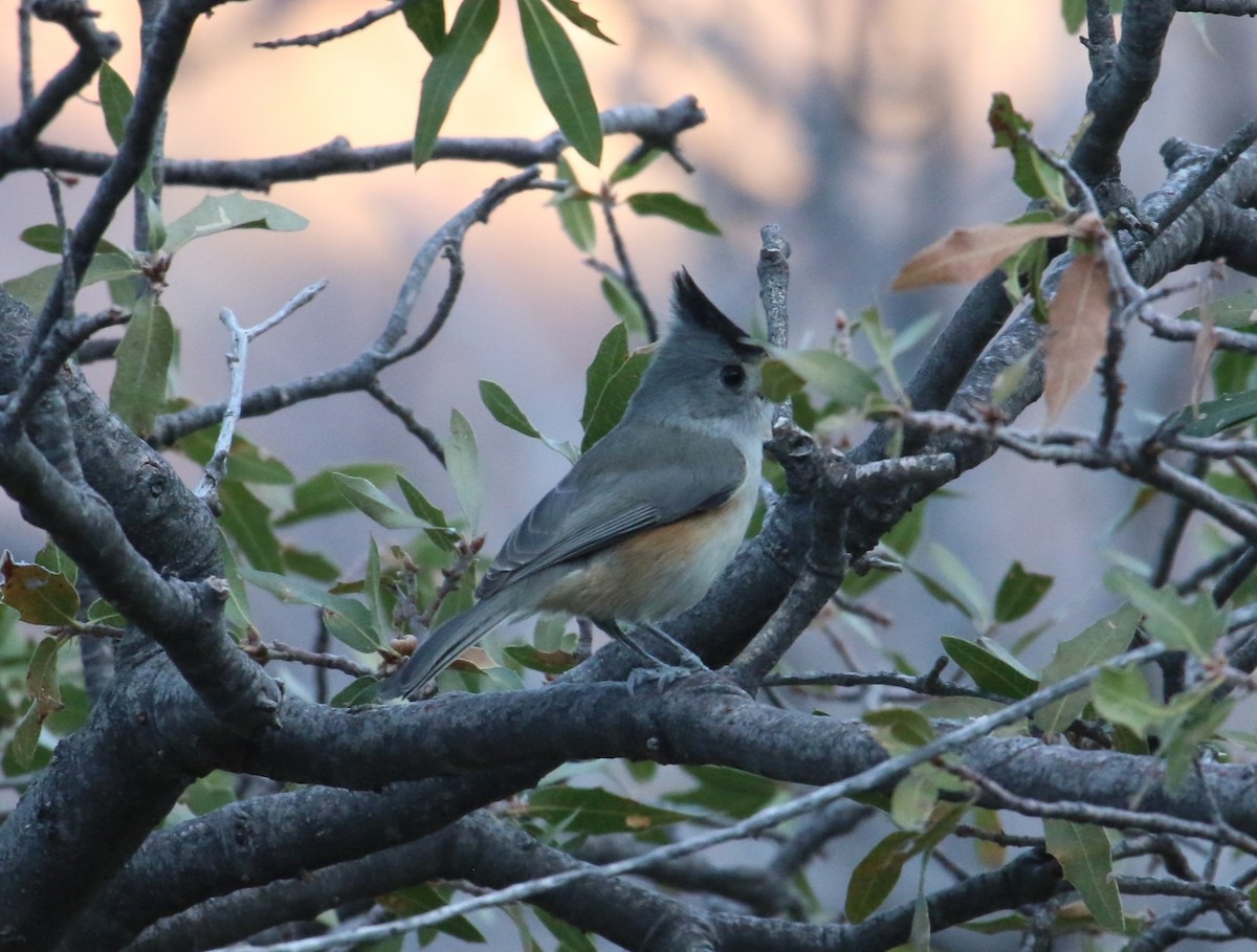 Black-crested Titmouse - ML645462883