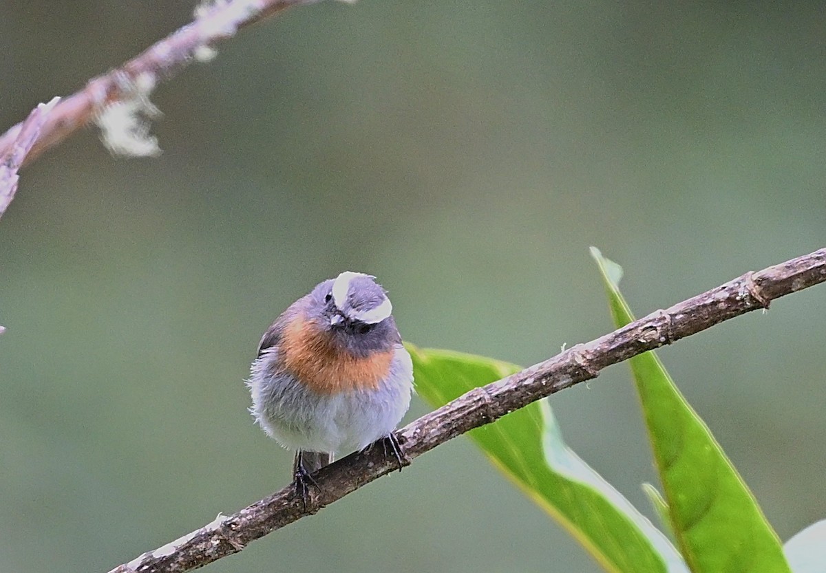 Orangebrust-Schmätzertyrann - ML645462885