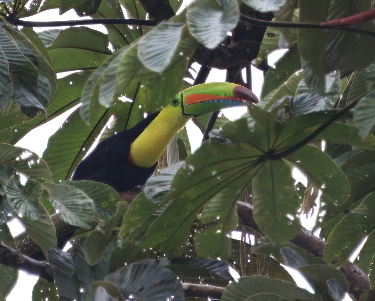 tukan středoamerický - ML645462888