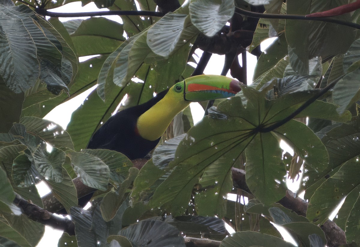 tukan středoamerický - ML645462889