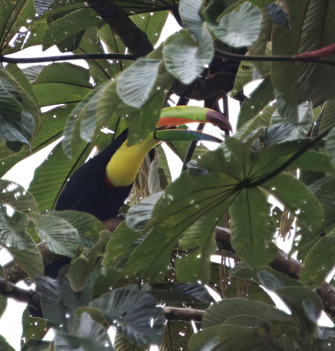 tukan středoamerický - ML645462890