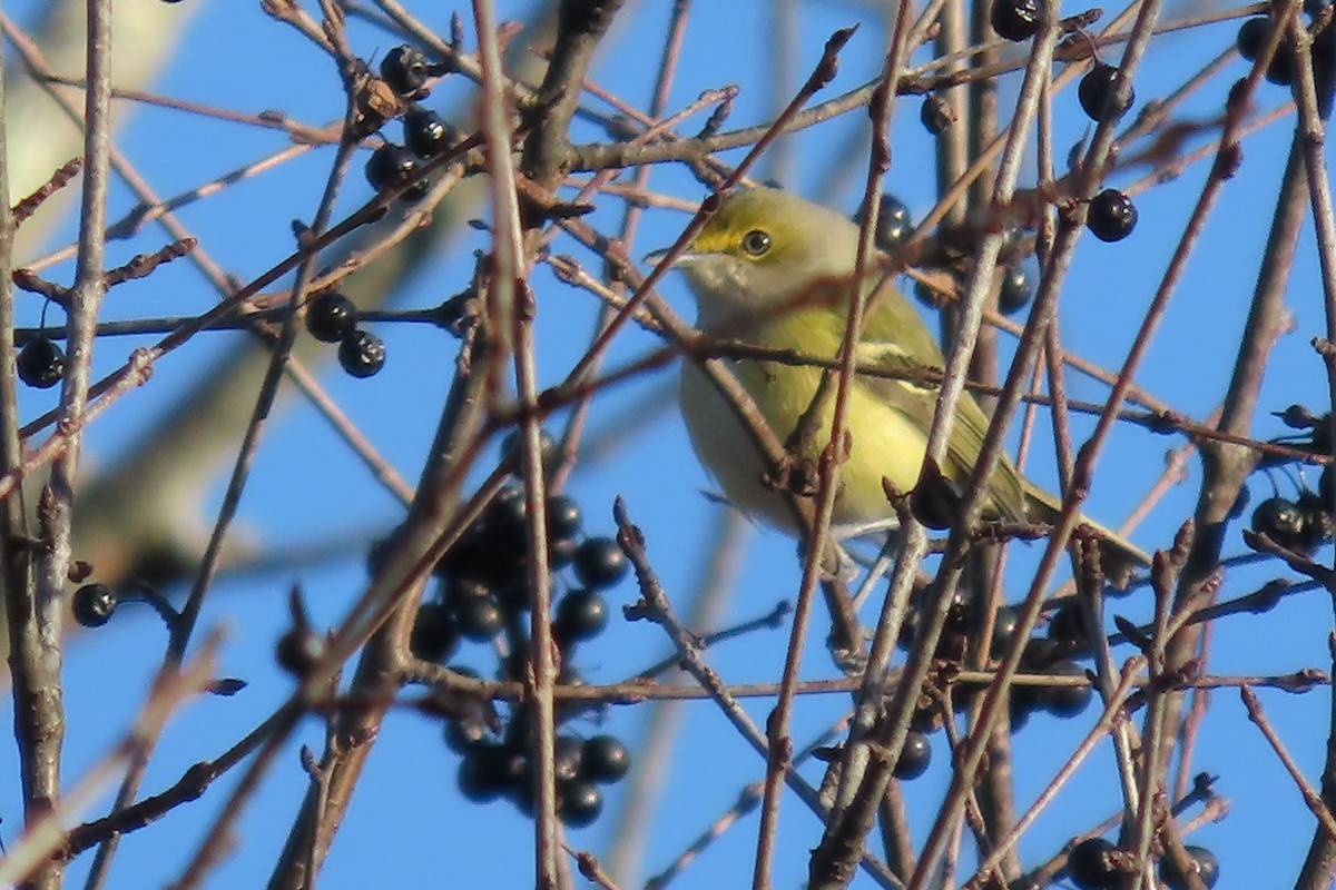 White-eyed Vireo - ML645462894