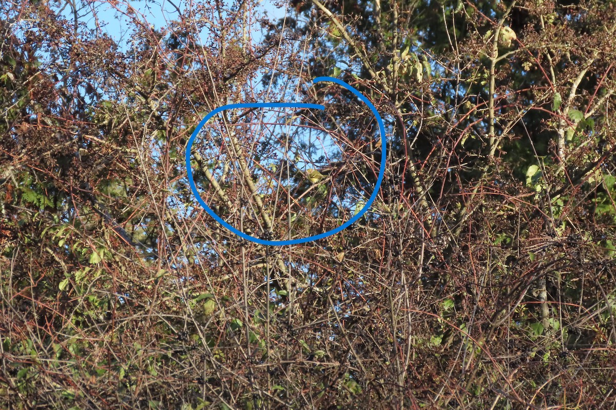 White-eyed Vireo - ML645462895