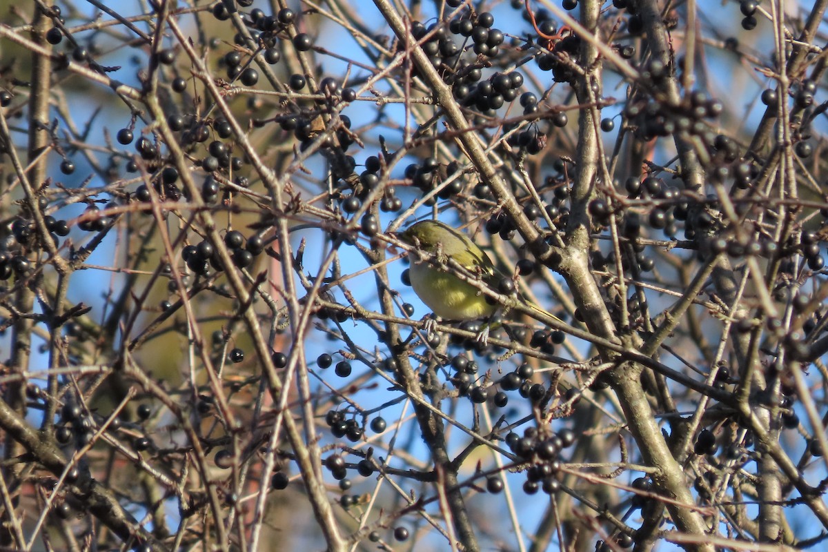 White-eyed Vireo - ML645462898