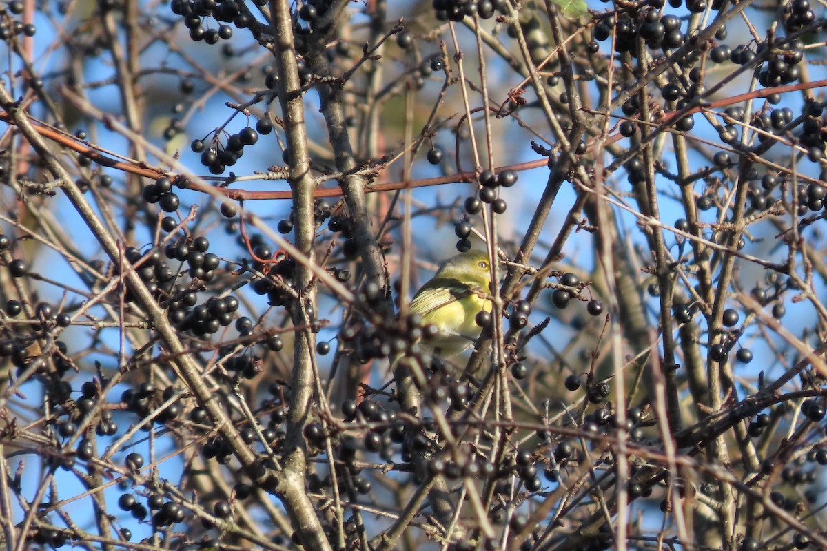 White-eyed Vireo - ML645462899