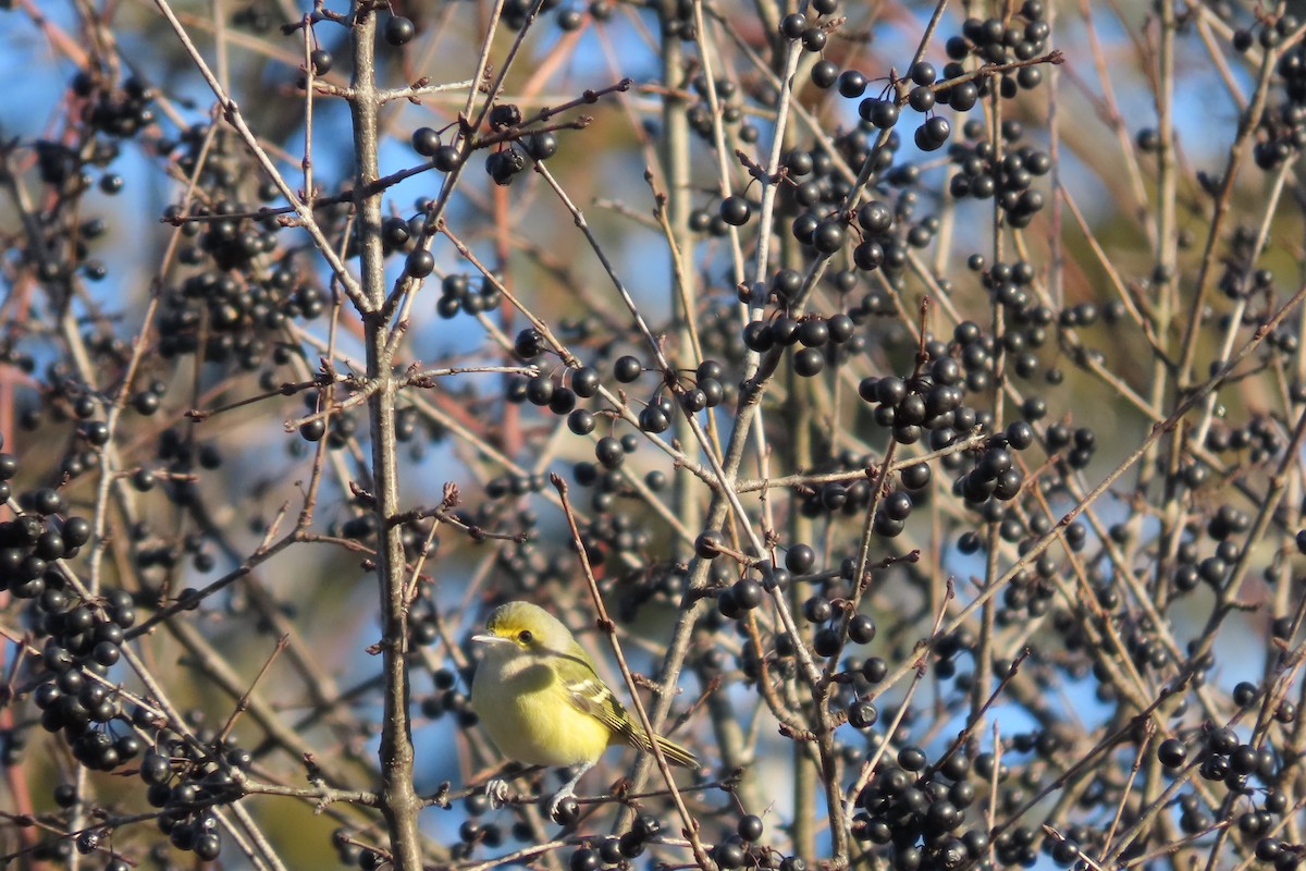 White-eyed Vireo - ML645462900