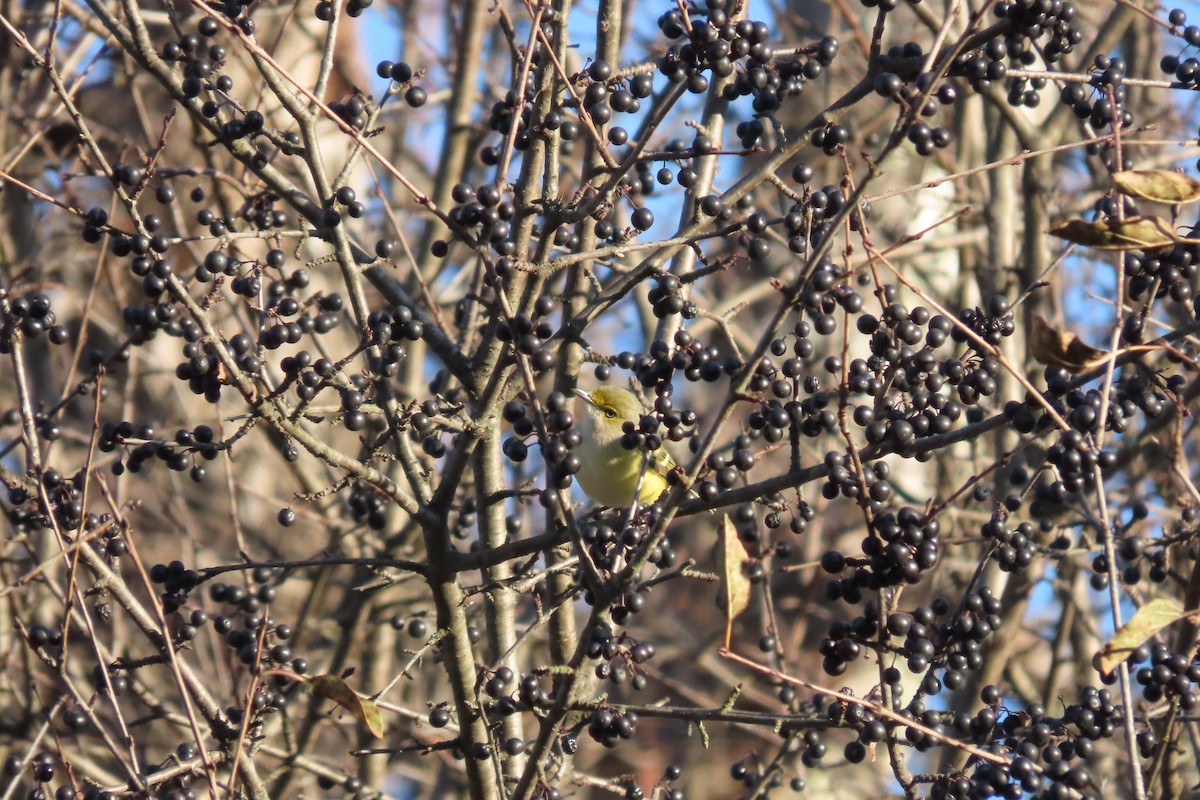 White-eyed Vireo - ML645462901