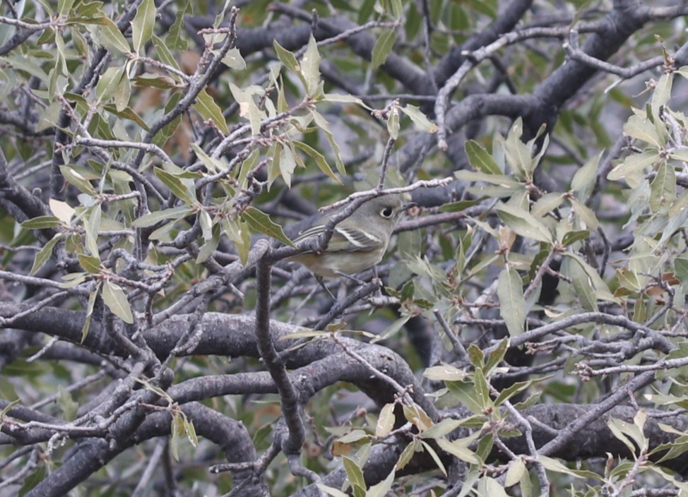 Hutton's Vireo - ML645462903