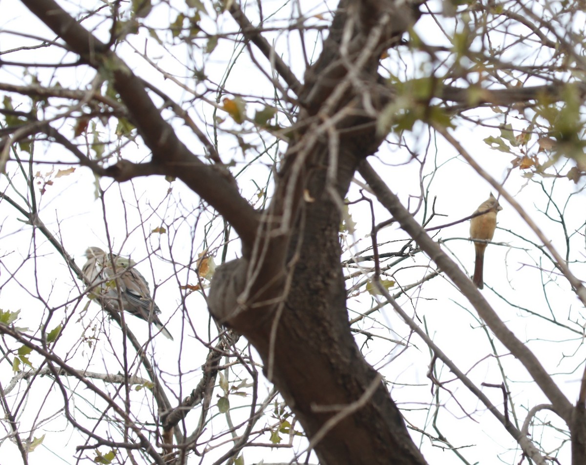 Pyrrhuloxia - ML645462916