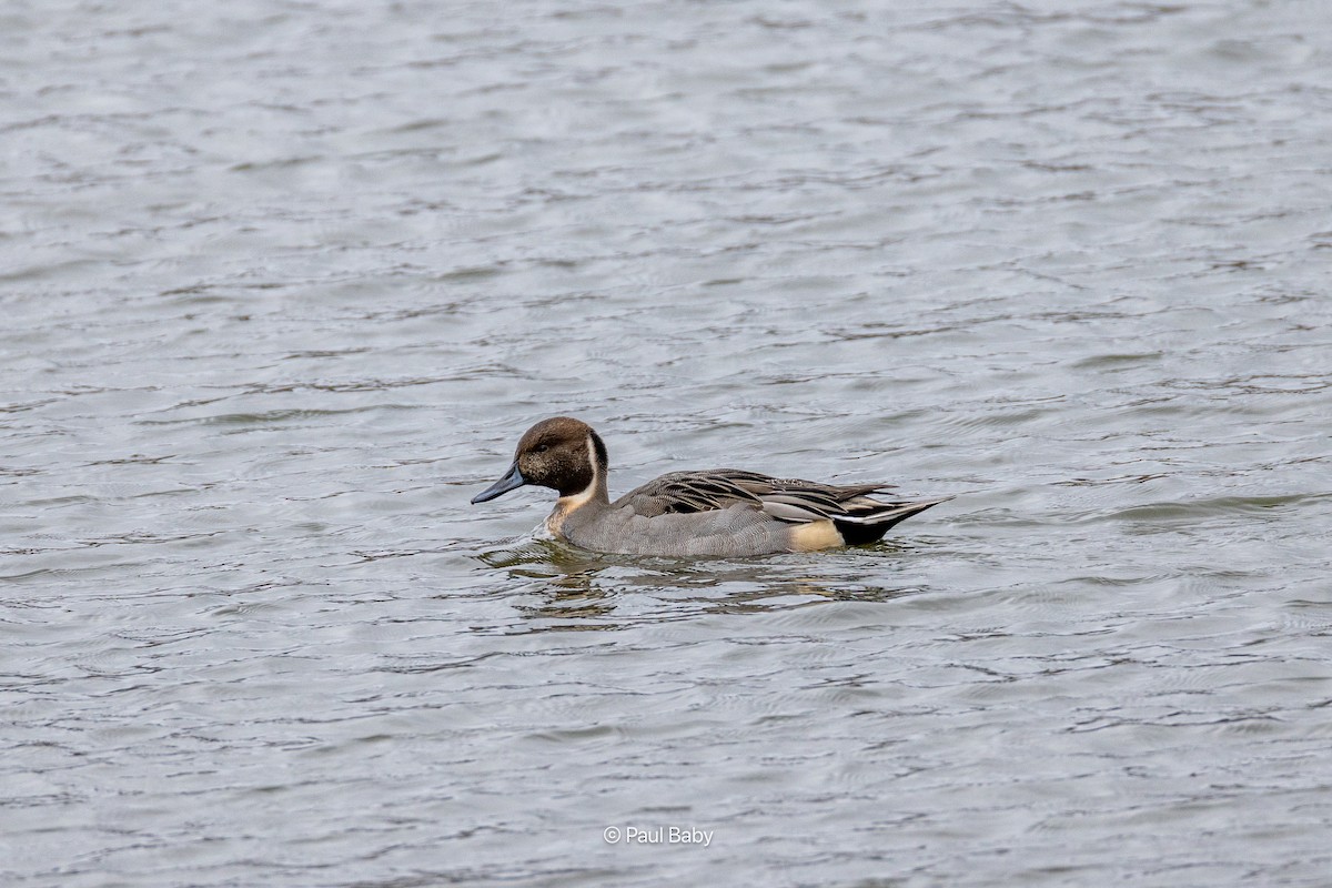 Northern Pintail - ML645462921