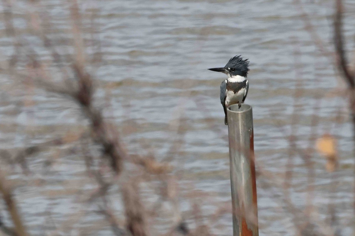 שלדג אמריקני - ML645462939