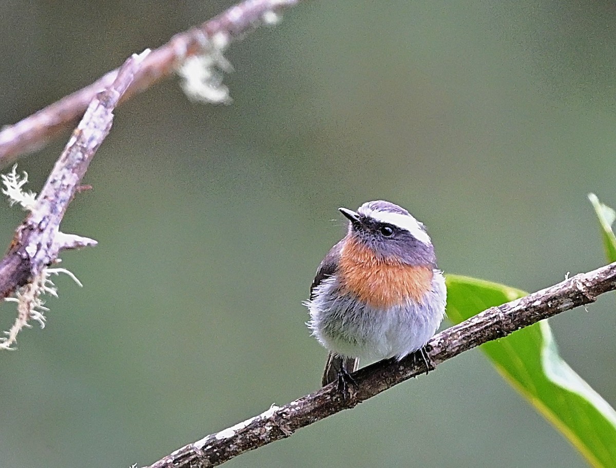 Orangebrust-Schmätzertyrann - ML645462945