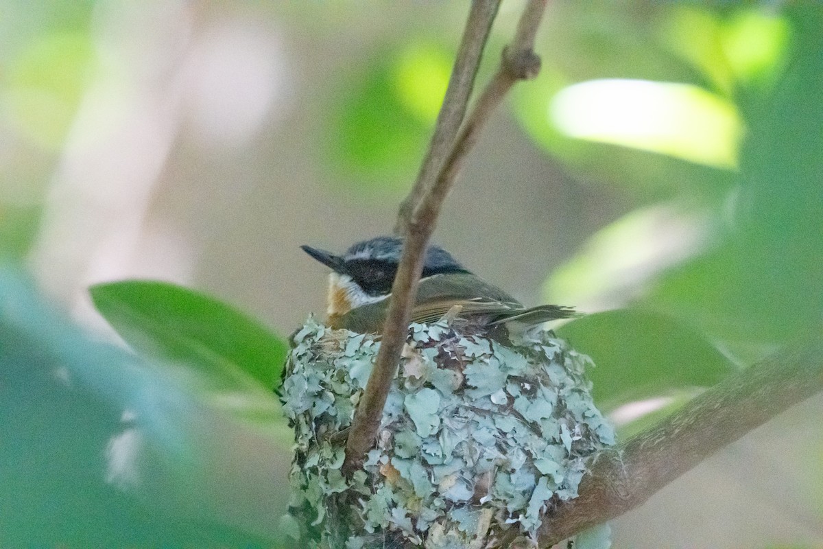 Kapschnäpper (capensis) - ML645462961