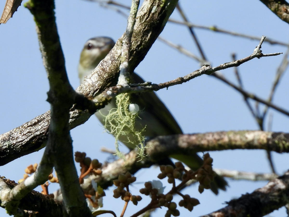 Красноглазый виреон - ML645462962