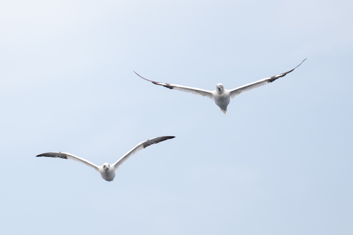 Alcatraz Atlántico - ML645462967