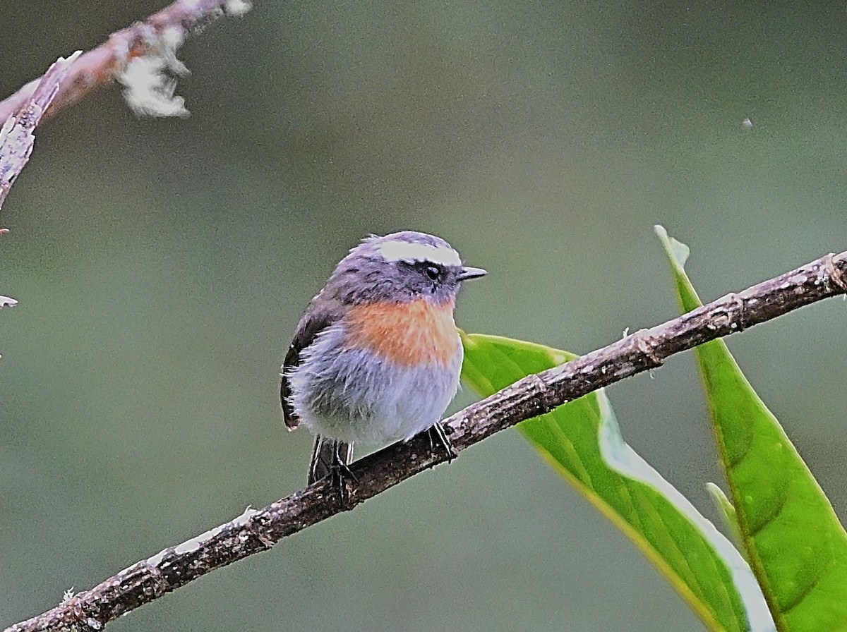 Orangebrust-Schmätzertyrann - ML645462968