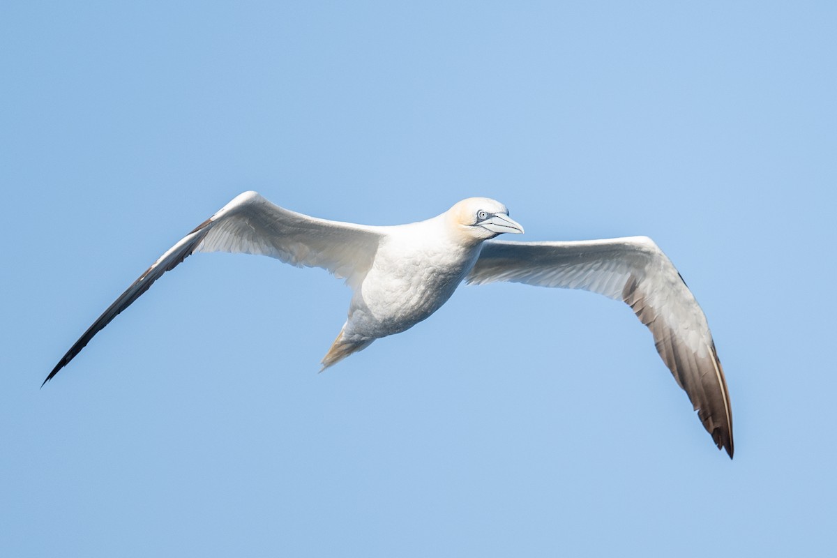 Alcatraz Atlántico - ML645462969