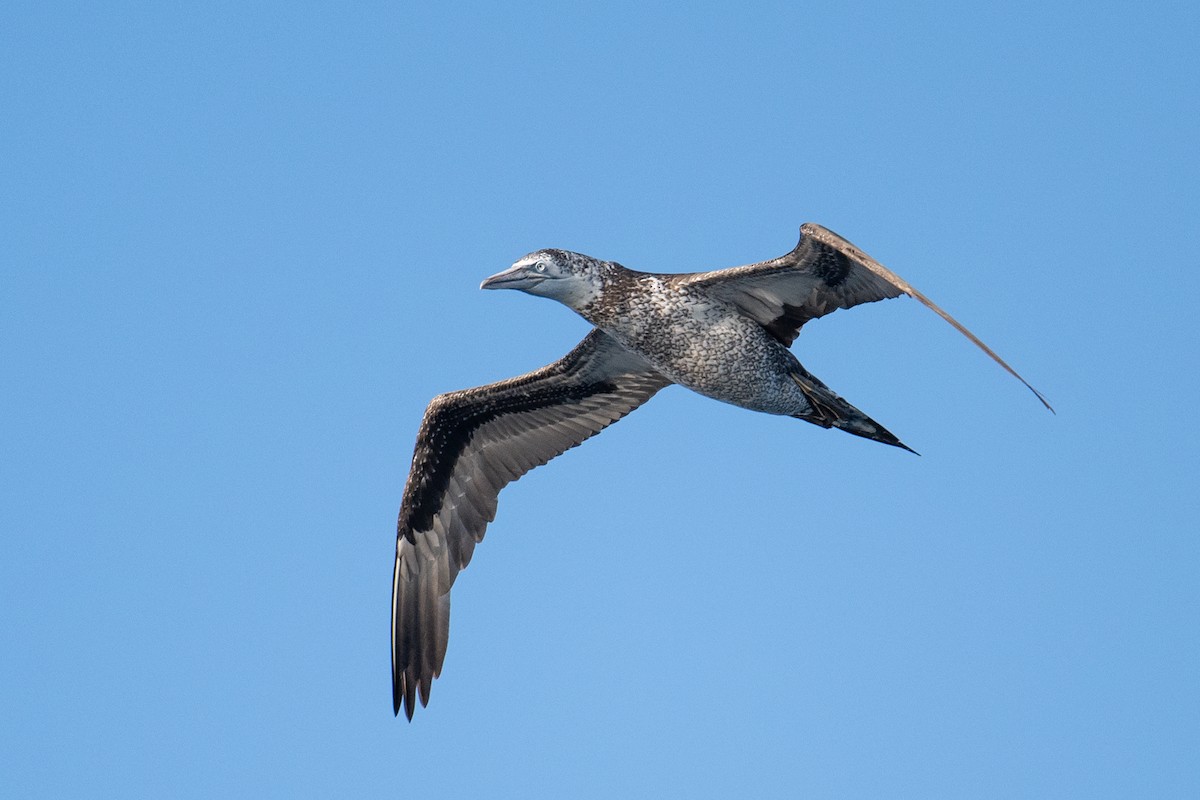 Alcatraz Atlántico - ML645462970