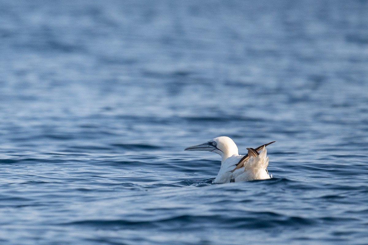 Alcatraz Atlántico - ML645462971