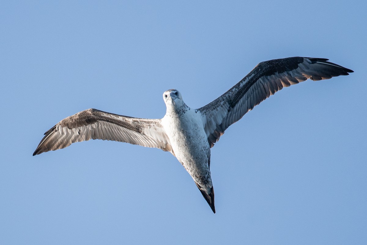 Alcatraz Atlántico - ML645462972