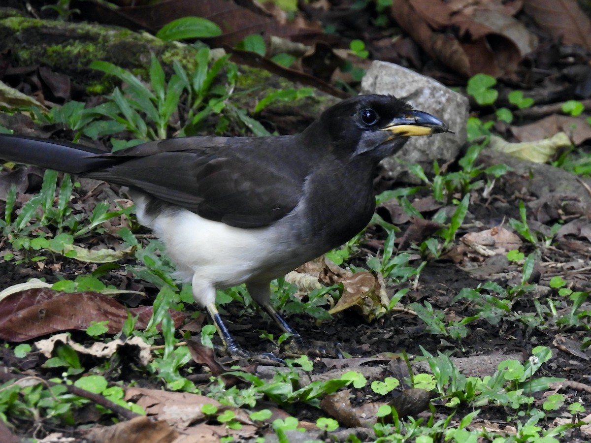Brown Jay - ML645462974