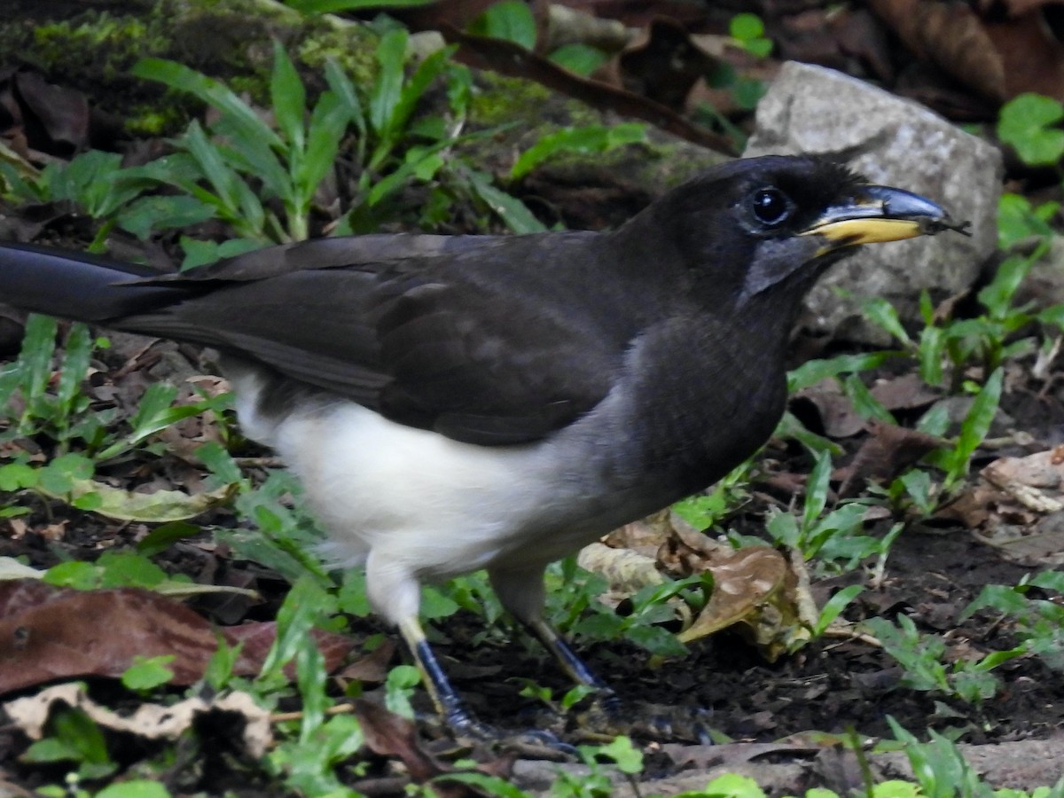 Brown Jay - ML645462975