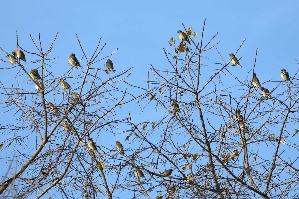 Cedar Waxwing - ML645462976