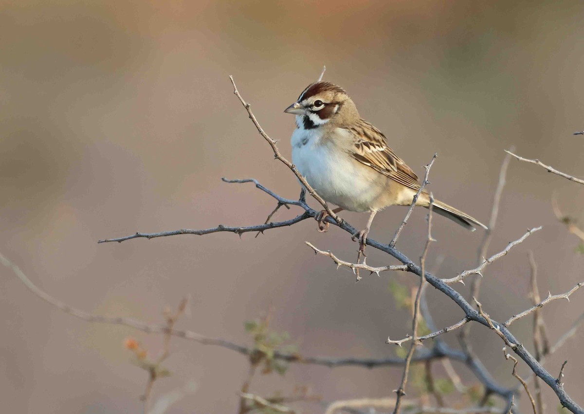 Lark Sparrow - ML645462978