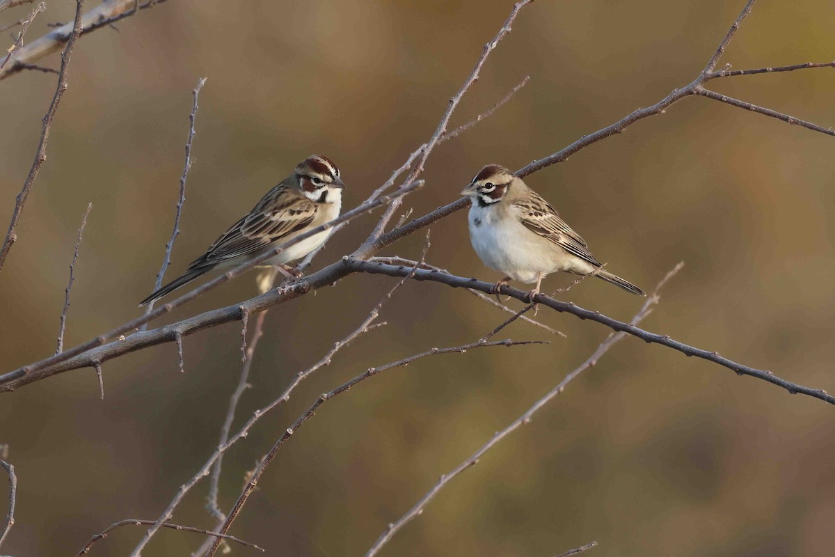 Lark Sparrow - ML645462980