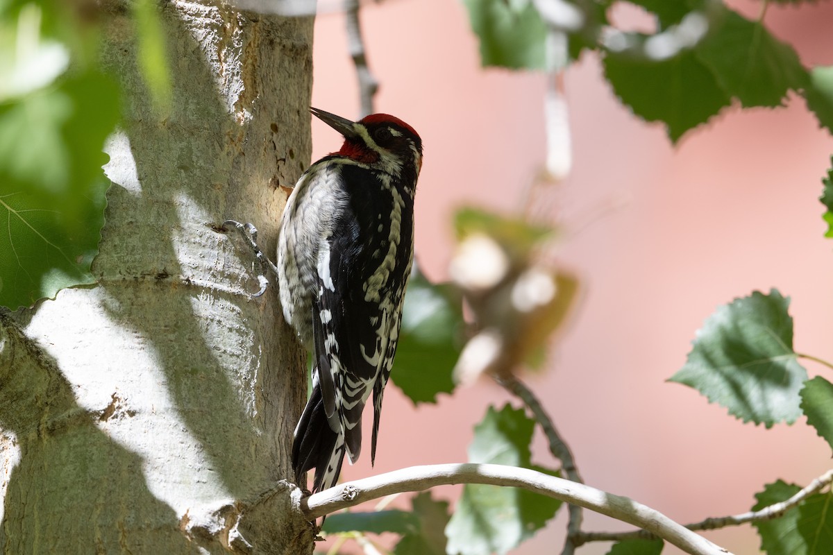 Rotnacken-Saftlecker - ML645462981