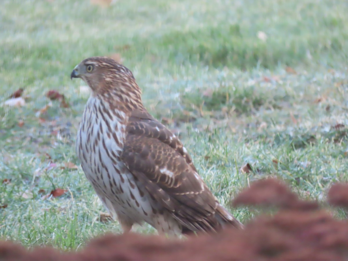 Cooper's Hawk - ML645462989