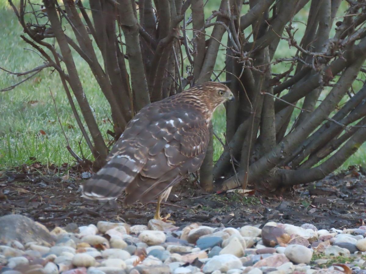 Cooper's Hawk - ML645462990