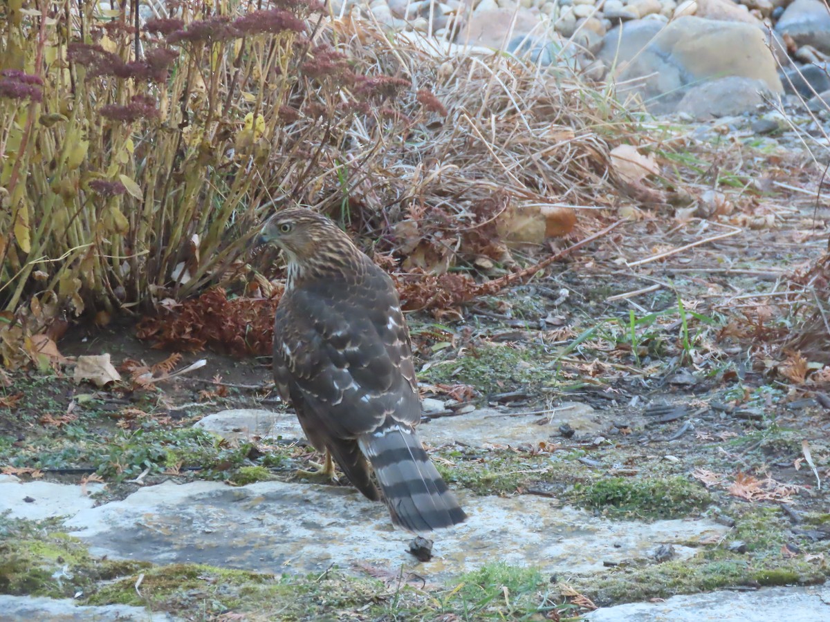 Cooper's Hawk - ML645462991