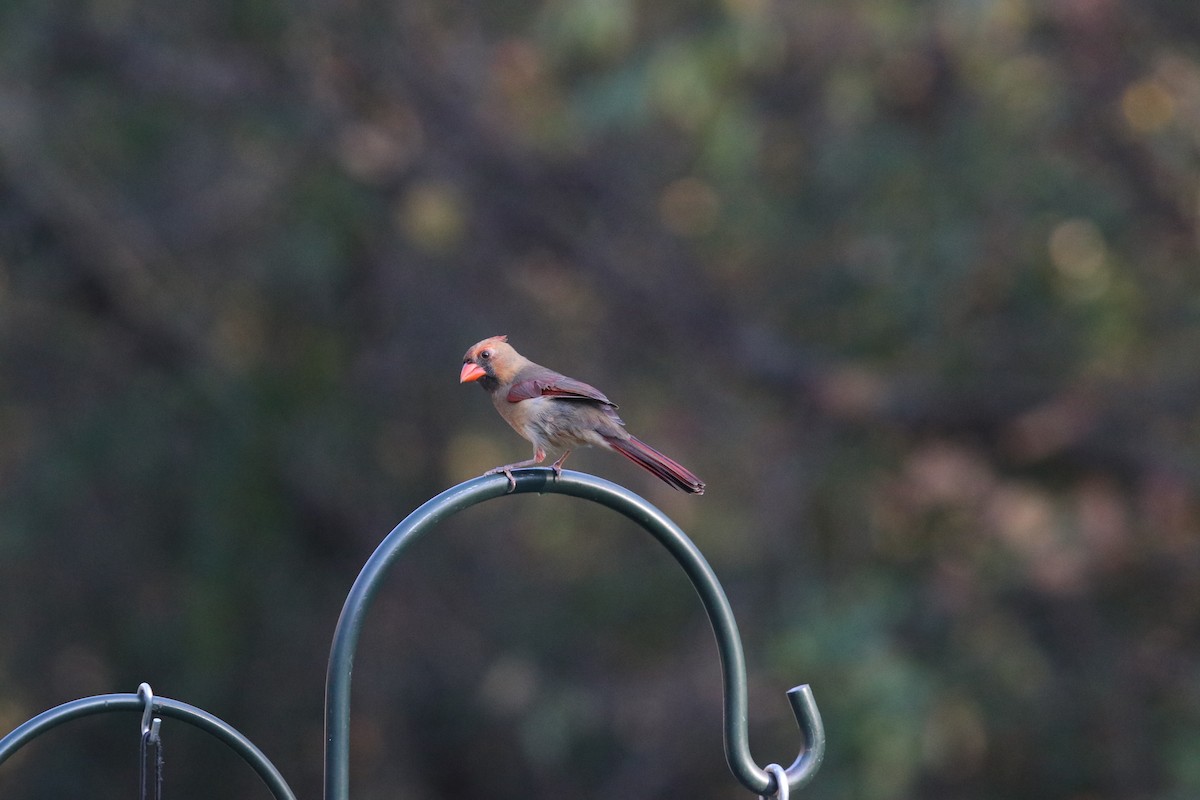 Northern Cardinal - ML645462995