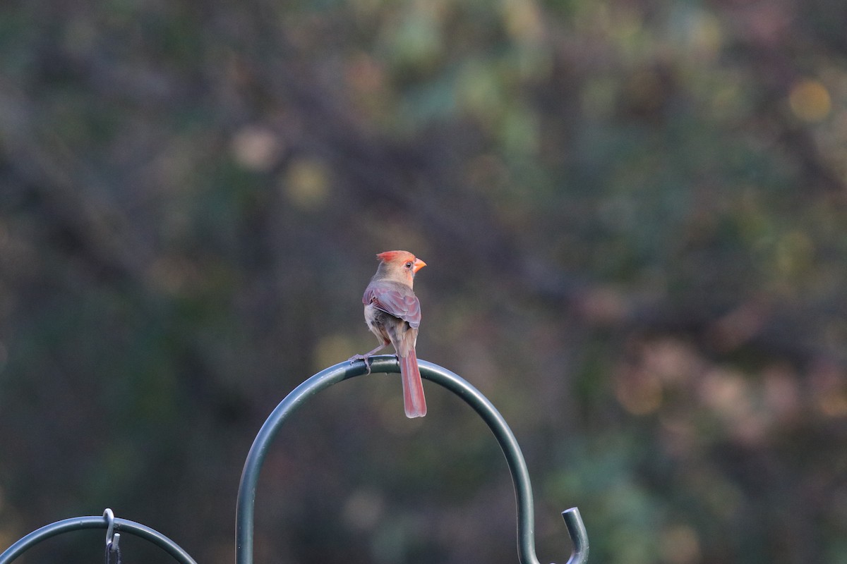 Northern Cardinal - ML645462996