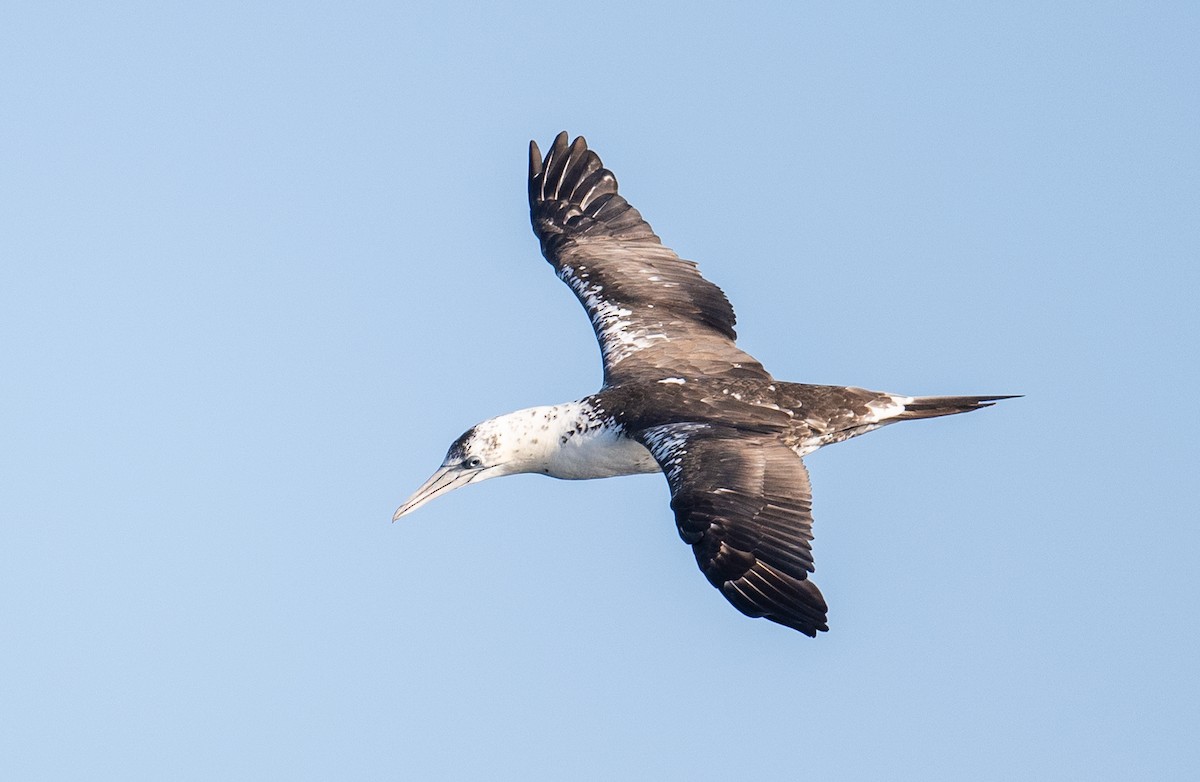Alcatraz Atlántico - ML645462997