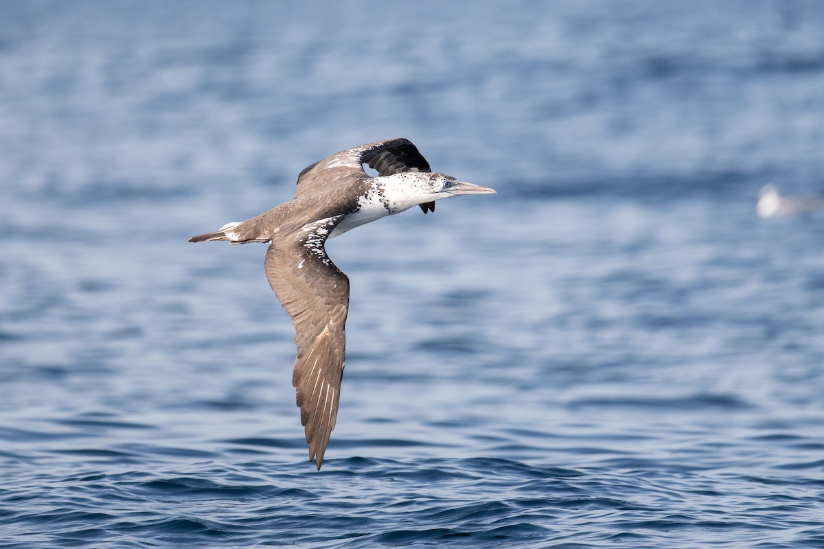 Alcatraz Atlántico - ML645462999
