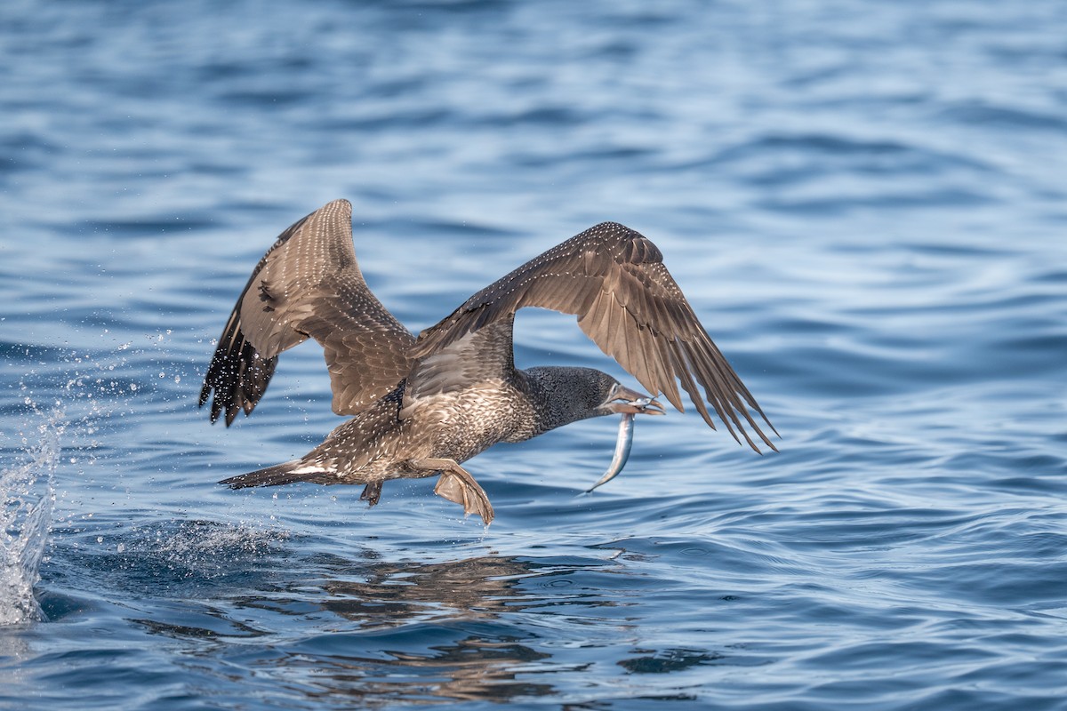 Alcatraz Atlántico - ML645463001