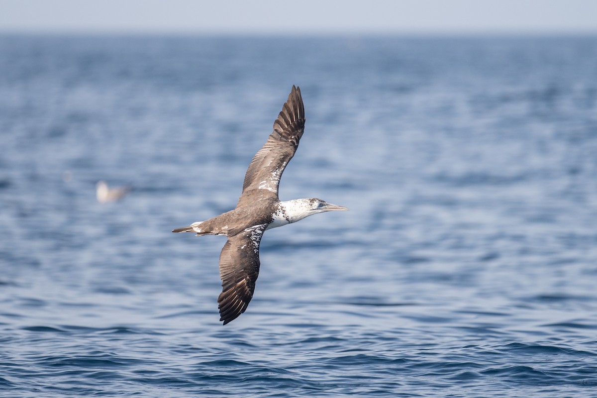 Alcatraz Atlántico - ML645463002