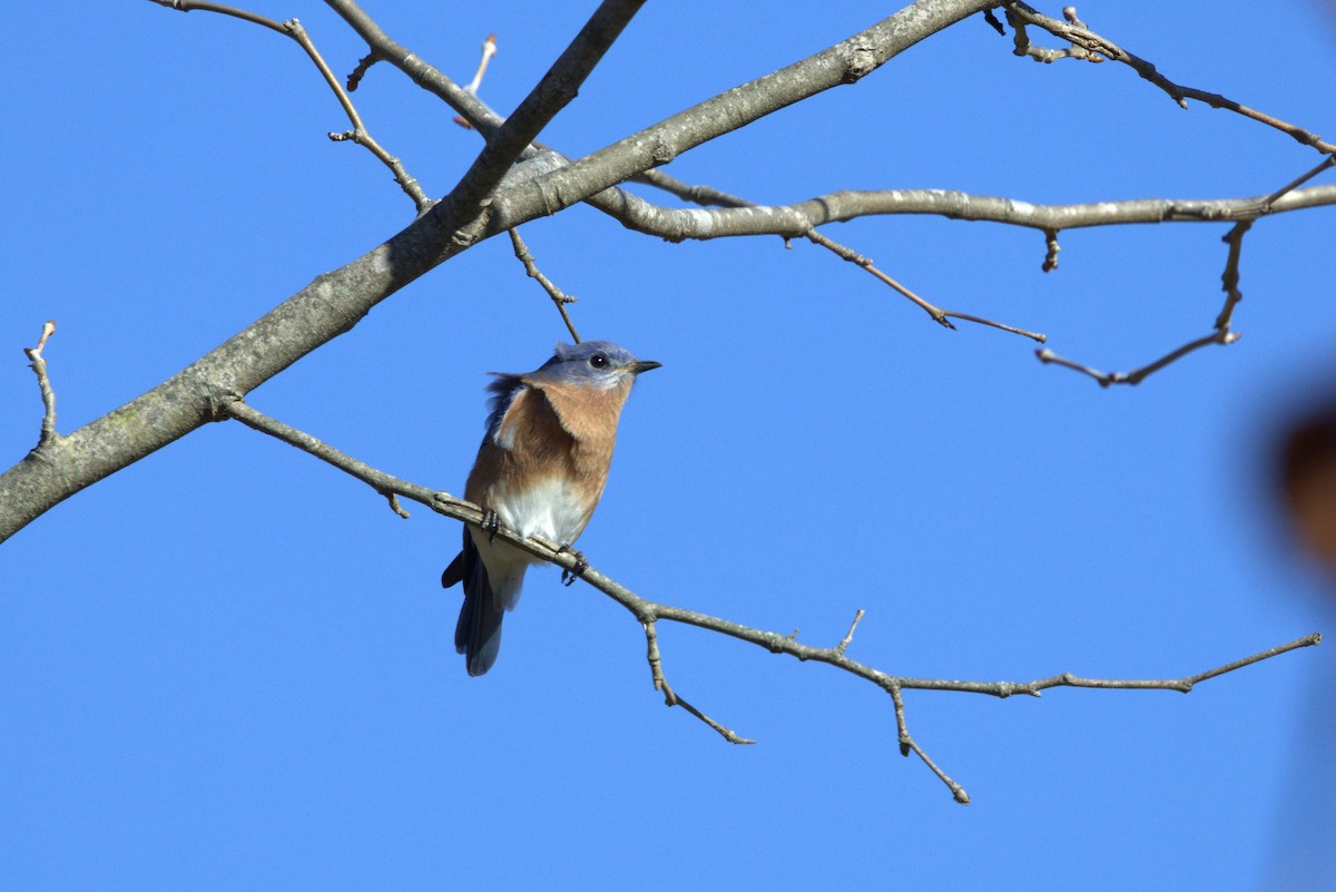 Eastern Bluebird - ML645463008