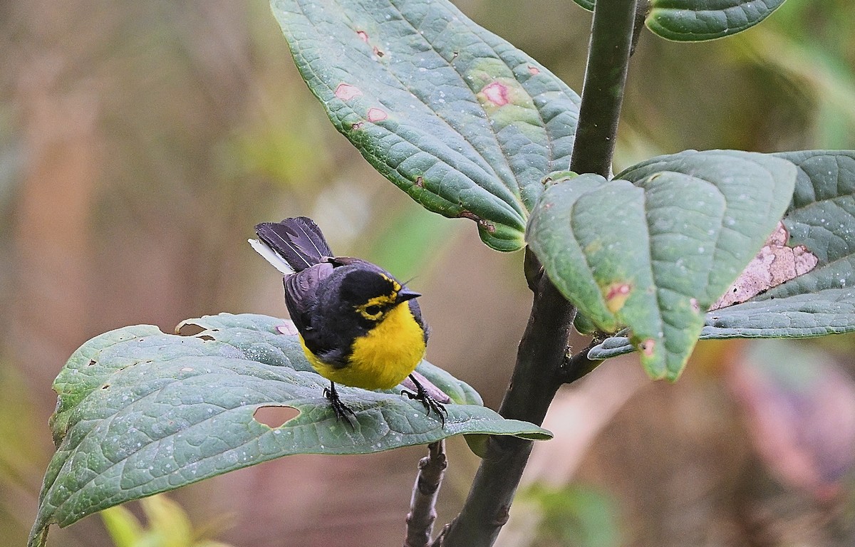 Spectacled Redstart - ML645463009