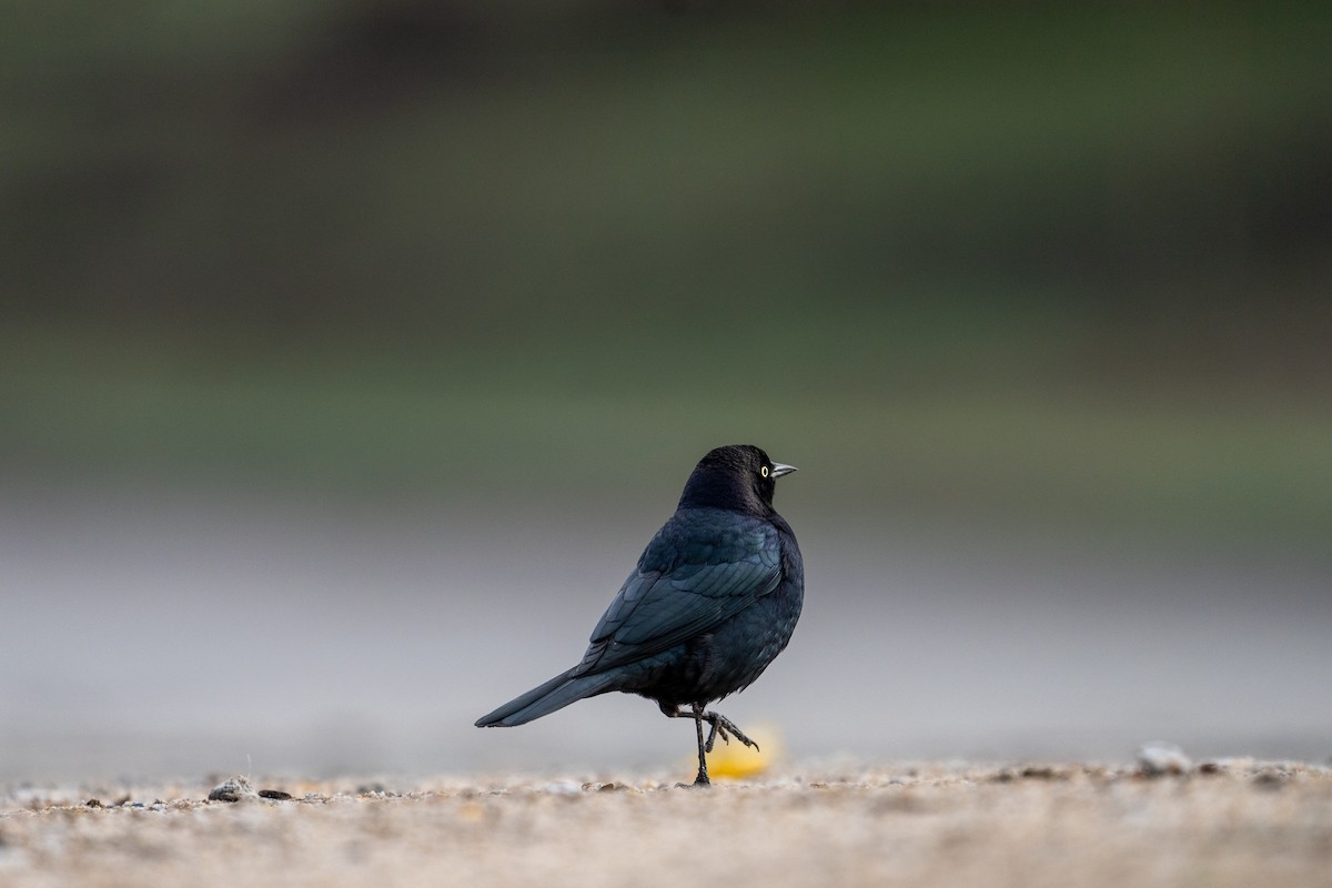 Brewer Karatavuğu - ML645463015