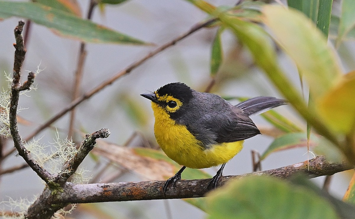 Spectacled Redstart - ML645463027