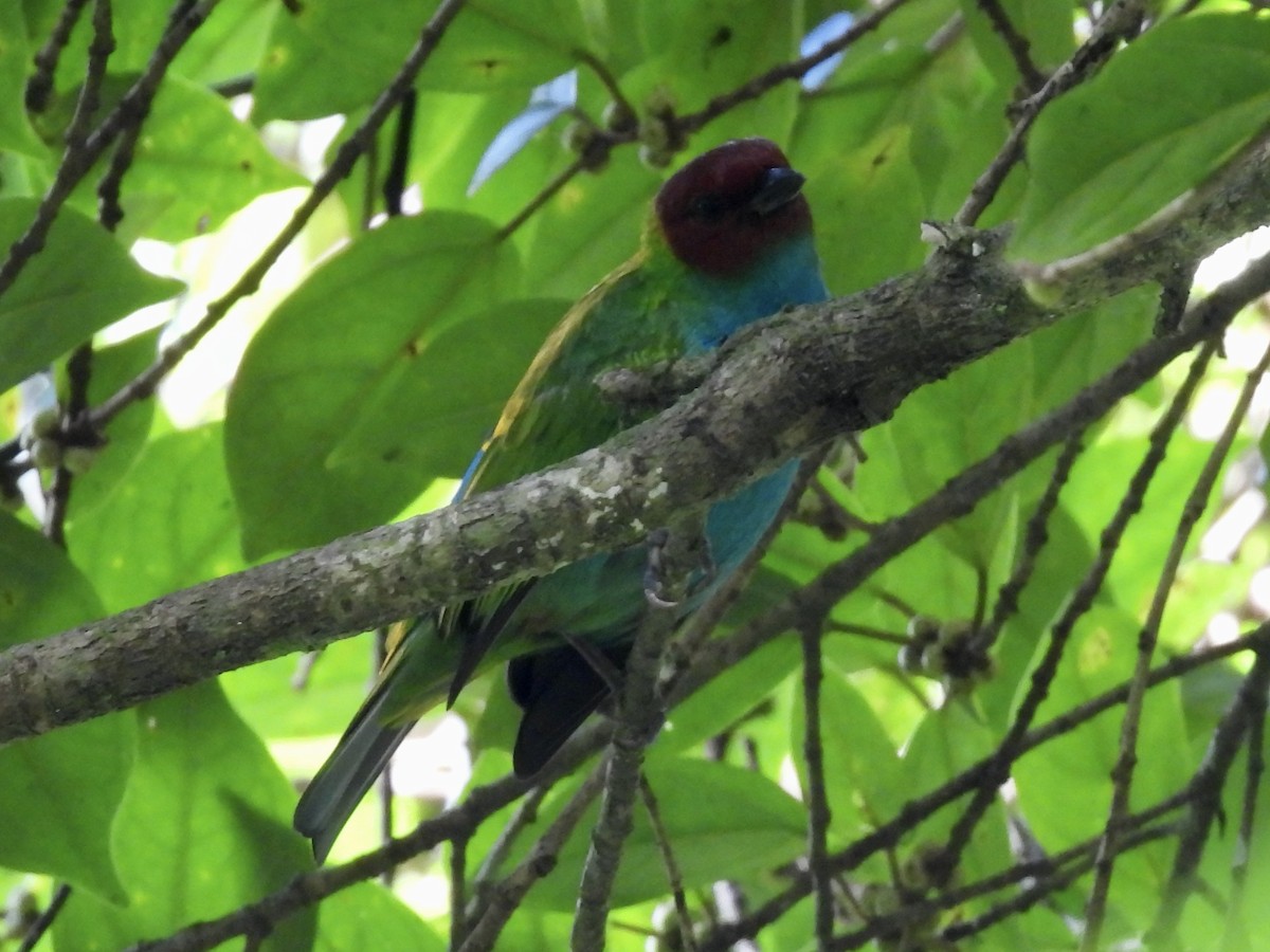 Bay-headed Tanager - ML645463042