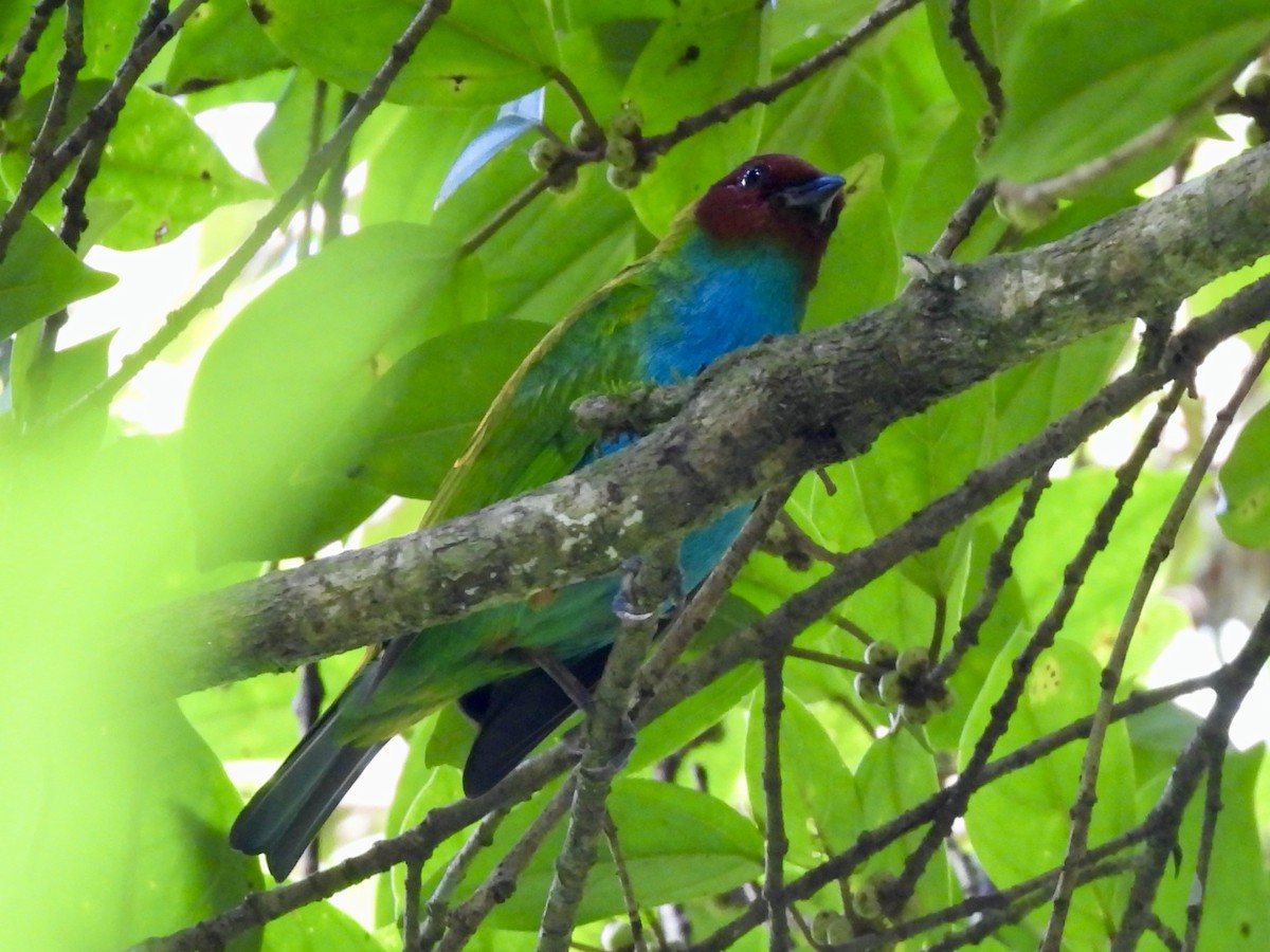 Bay-headed Tanager - ML645463043