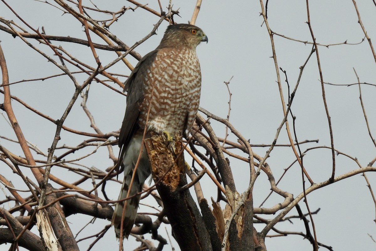 Cooper's Hawk - ML645463045